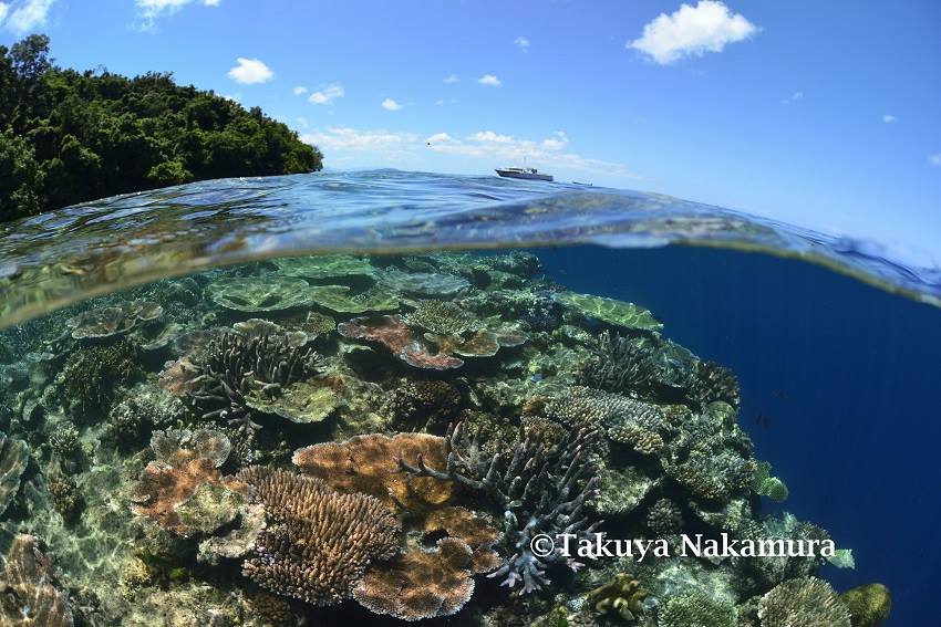 Split-level view of Tawali's shallow coral gardens