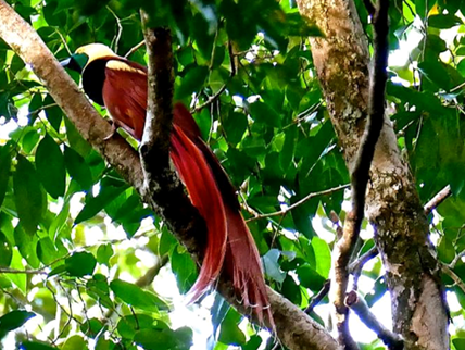 Raggiana bird of paradise perched in rainforest canopy