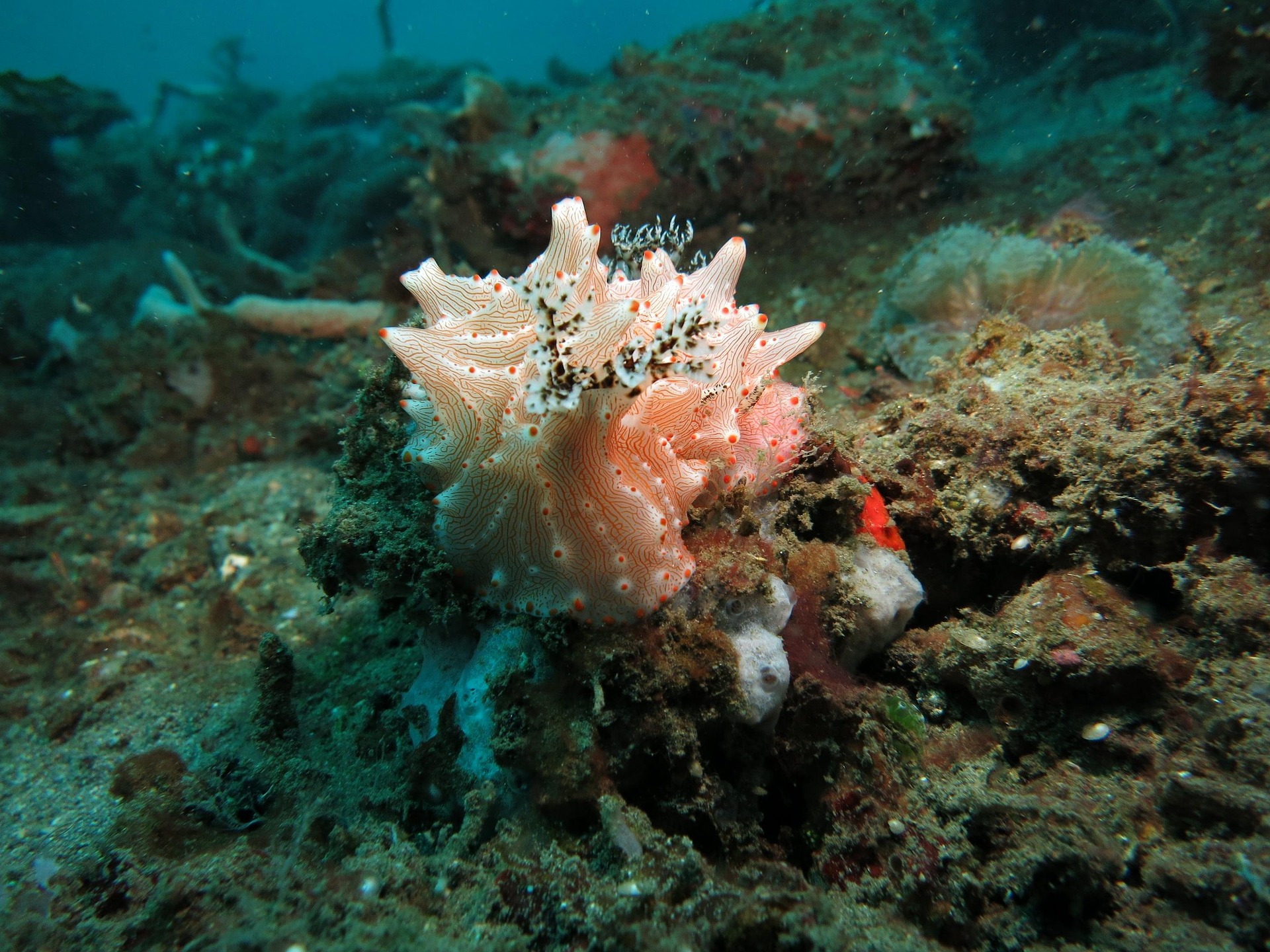 A cream-coloured nudibranch with orange markings resting on the dark sand at Dinah's Beach