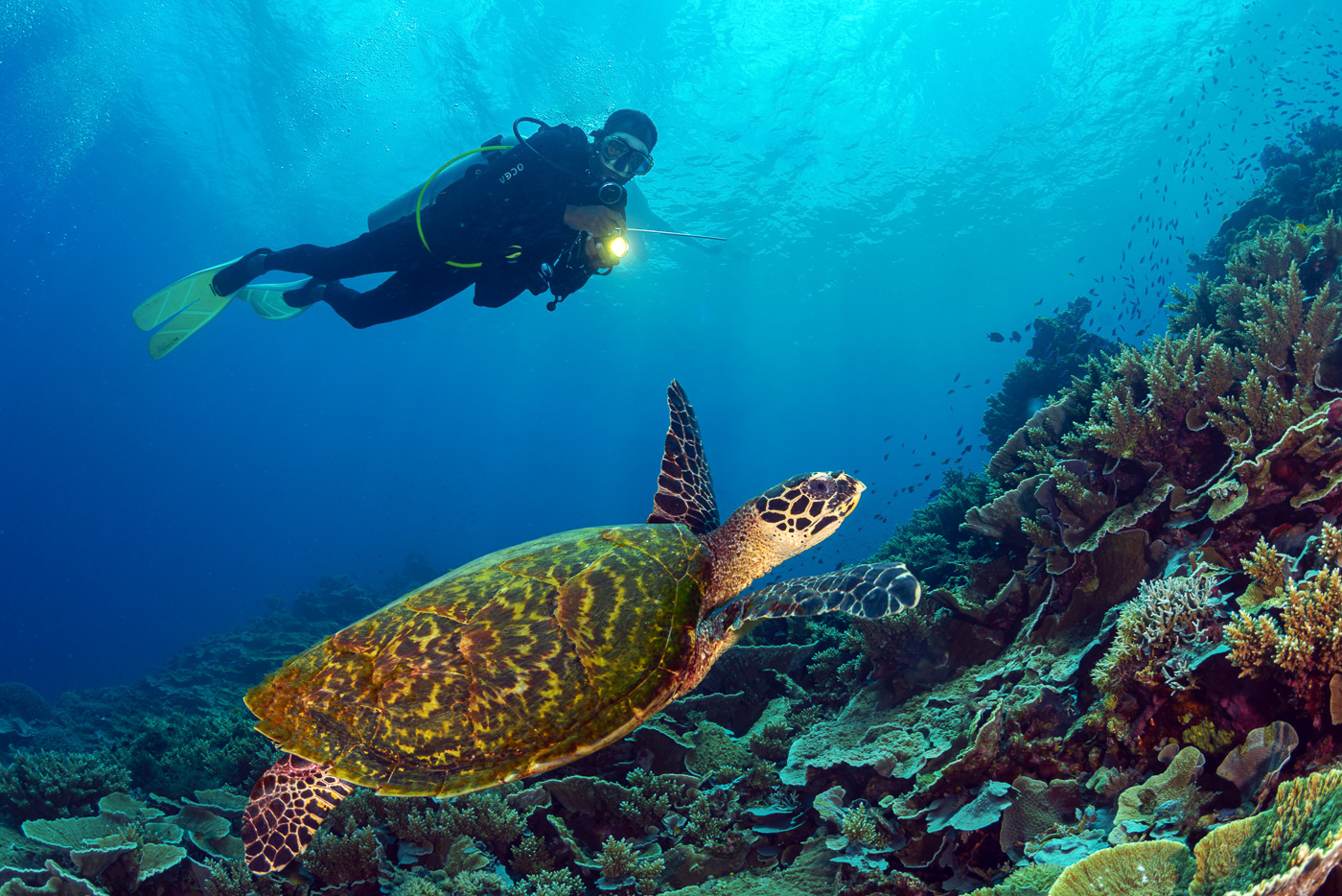 Diver following a hawksbill turtle over coral on Tawali's house reef
