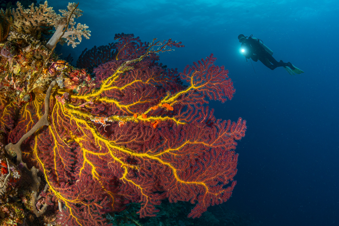 Diver beside a vast red and yellow sea fan on Deacon's Reef