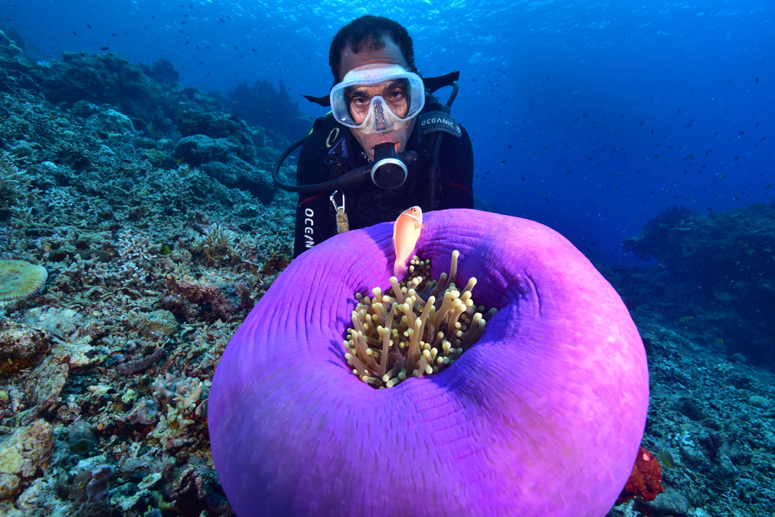 Diver beside a vivid purple anemone with an anemonefish on the reef